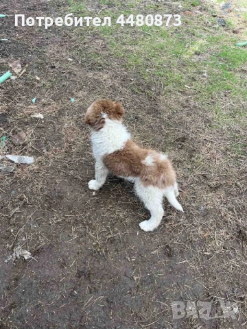 Българско овчарско куче, снимка 3 - Каракачанска овчарка - 53624467