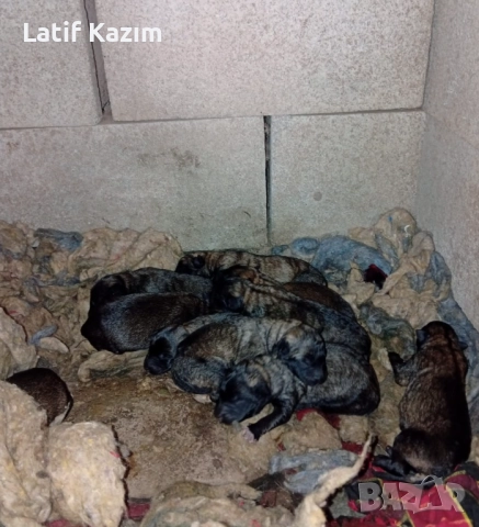 9 чистокръвни белгийски овчарски кученца, снимка 1