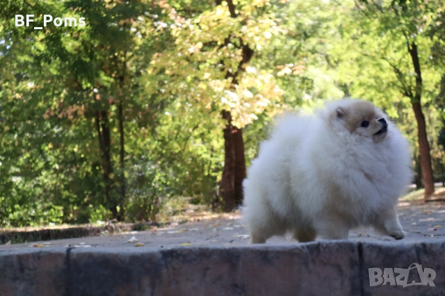 Уникално момиченце померан с родословие FCI, снимка 4 - Померан - 50219721