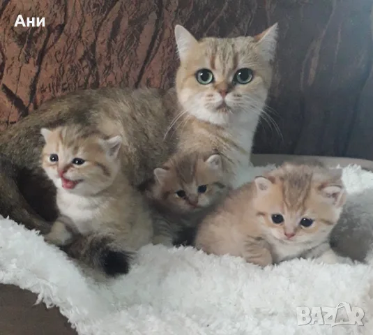МАМА,ТАТИ И БЕБЕТА.ЗЛАТНИ ЧИНЧИЛИ