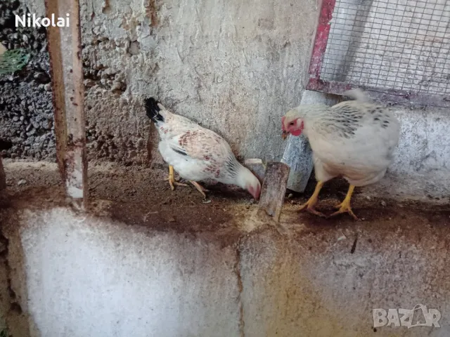 Бял Легхорн ярки на 5месеца , снимка 7 - Кокошки и пуйки - 50245052