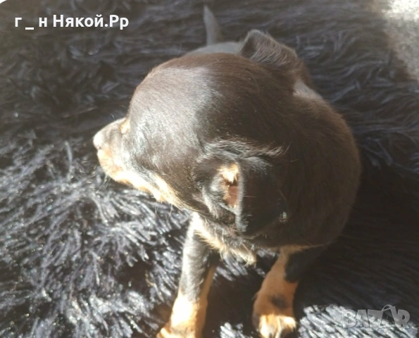 момче мини пинчер ., снимка 4 - Пинчер - 53119957
