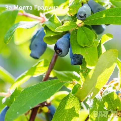 Лоницера Камчатка - Lonicera , снимка 3 - Градински цветя и растения - 49765585