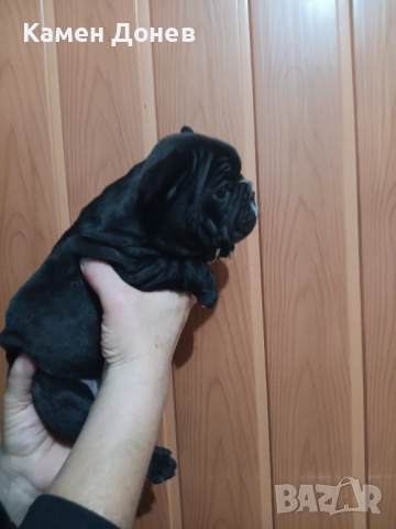 Френски булдог , снимка 12 - Френски булдог - 52906488