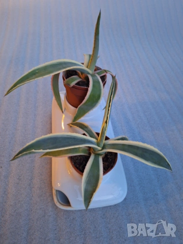 Sagaform керамична поставка за саксийки двойна с подложна чинийка, снимка 9 - Стайни растения - 53375113