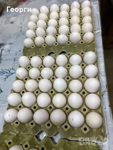 Оплодени яйца бял Легхорн 