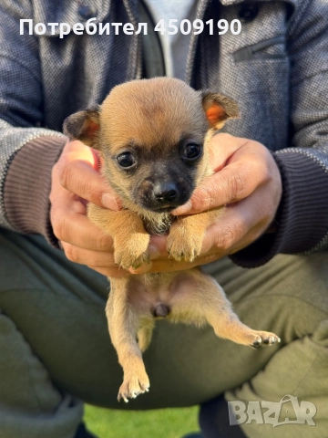 Бебета чихупинчери , снимка 2 - Чихуахуа - 52735566