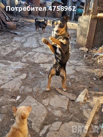 Пинчери, снимка 5 - Пинчер - 53757094