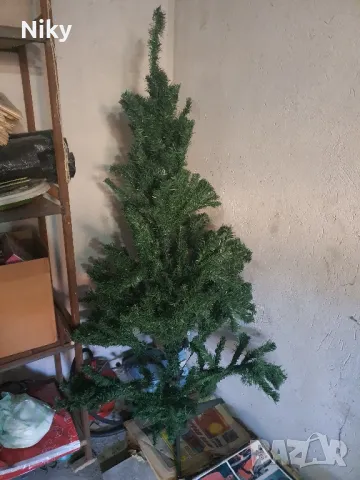 Коледна елха 169 см.