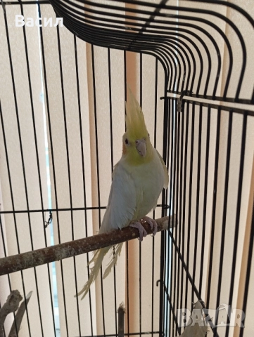 Продавам двойка много красиви Корели. Женската е много руса и красива., снимка 5 - Папагали - 52184695