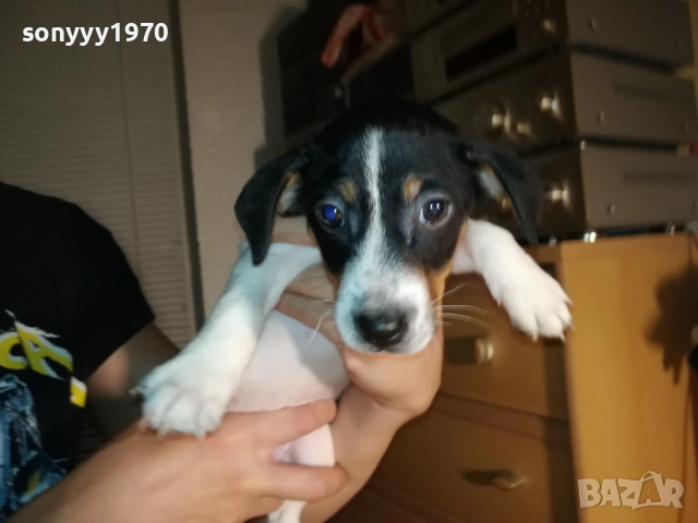 ДЖАК И ОЩЕ КАК-250ЛВ ЗА КУТРЕ 1410251958