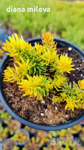 Седум  Анджелина, Sedum rupestre Angelina, снимка 12 - Градински цветя и растения - 52162046