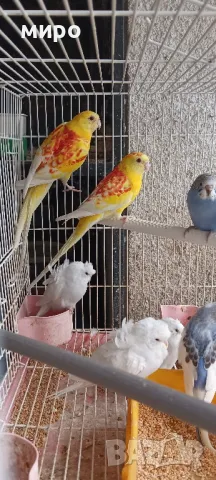 Пойни папагали Рубино!, снимка 6 - Папагали - 49890548