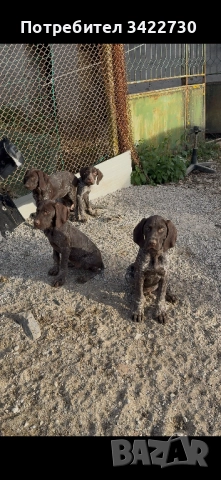 курцхаар и дратхар, снимка 2 - Курцхаар - 52837708