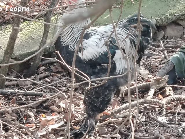 Продавам петли Брама и Каюги, снимка 2 - други­ - 52947667