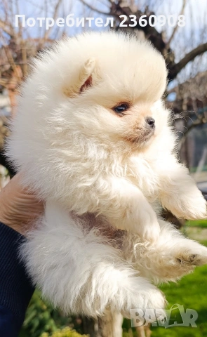 Померан, померанче, снимка 5 - Померан - 53483335