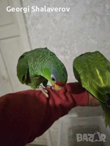 Продавам ръчно хранени бебета зеленобузи Амазони , снимка 3 - Папагали - 51951186