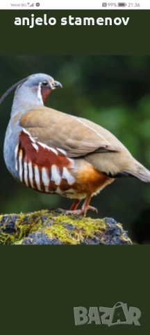 Планински пъдпъдъци , снимка 6 - други­ - 52923922