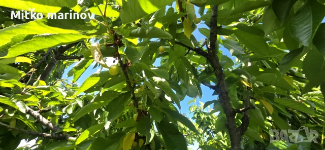 Продава се , снимка 9 - Земеделска земя - 52515931