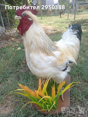 Препариран петел за декорация , снимка 4 - Декорация за дома - 51624473