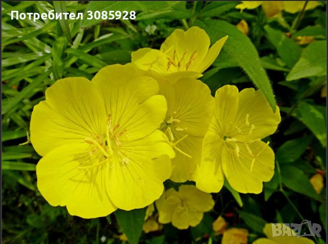 Oenothera speciosa / Енотера/ Йонотера - жълта. Заявки през пролетта.