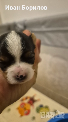 Biewer terrier Sofia , снимка 6 - Йоркширски териер - 53742812