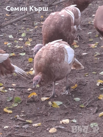 Пуйки Ред Бърбън, снимка 2 - Кокошки и пуйки - 52122158