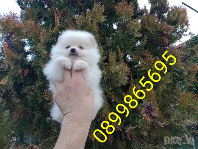 Женски Померан. Реални снимки от 22.12.25 год. , снимка 5 - Померан - 52875180