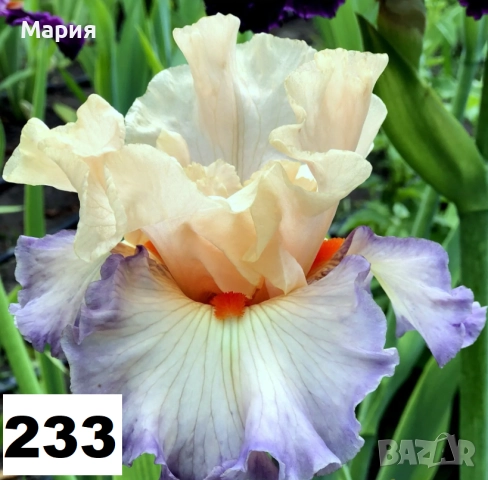 Сортови вискоки ириси /брадати ириси, снимка 6 - Градински цветя и растения - 51459299