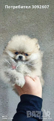 Померан момиче 