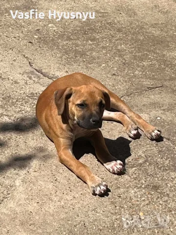 pitbuli svobodni , снимка 4 - Питбул - 55778016