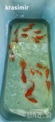 Езерни рибки комети, снимка 8 - Рибки - 51955813