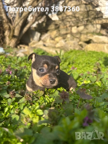 Продавам чистокръвен мъжки мини пинчер