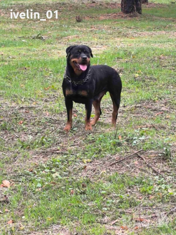 Продават се малки ротвайлерчера, снимка 5 - Ротвайлер - 53676581