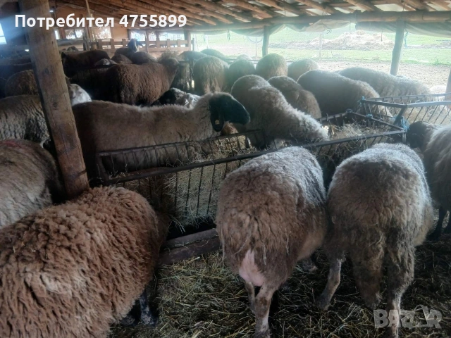 Продавам бременни овце , снимка 2 - Овце - 53721374
