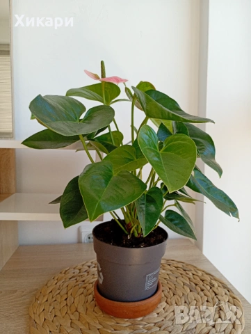 Антуриум , снимка 3 - Стайни растения - 53785384