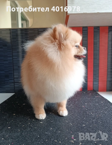 Померан Момче с Родословие , снимка 7 - Померан - 53691852