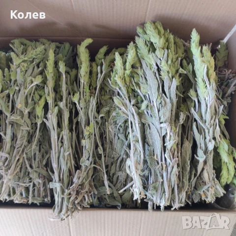 Мурсалски чай-стрък реколта 2025 г., снимка 2 - Други - 51018940