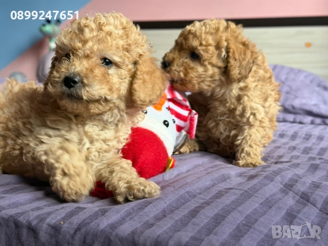 Той пуделчета, снимка 9 - Пудели - 52776156