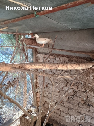 Патета мандаринки 