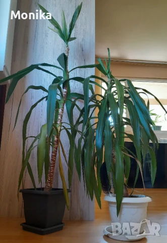 Слонска Юка - различни размери, снимка 2 - Градински цветя и растения - 51317122