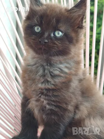 Котенца Мейн Кун , снимка 5 - Мейн кун - 56106222