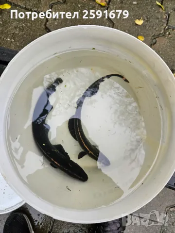 Риба Черен нож, снимка 1