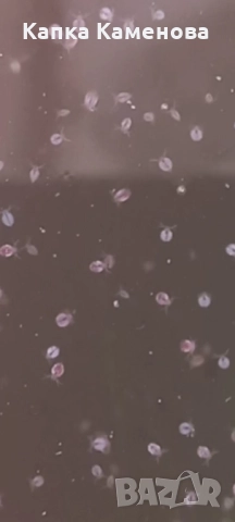 Моини.Стартова култура. , снимка 2 - Други - 51485068