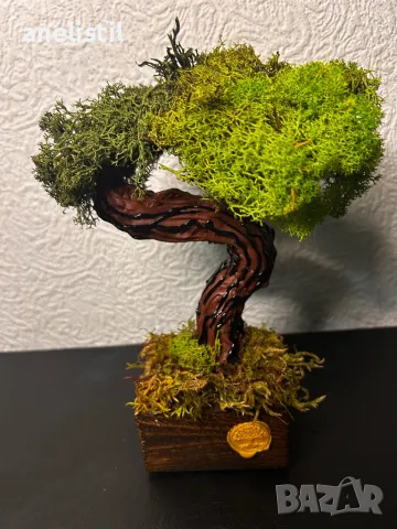 Бонсай със скандинавски мъх , снимка 1