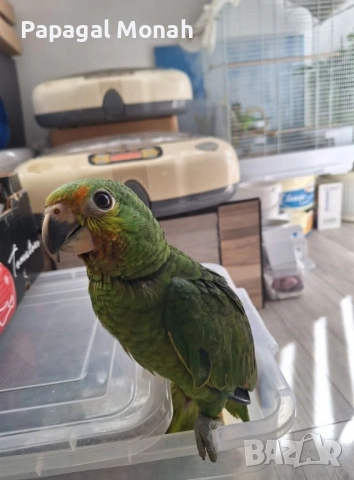 Ръчно хранени папагали Амазони , снимка 2 - Папагали - 51537707