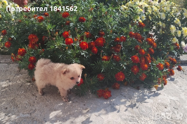 Продава се , снимка 3 - Пинчер - 52245638