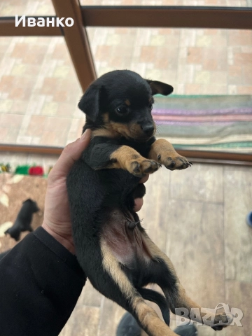 Кученца мини пинчер, снимка 4 - Пинчер - 52846872