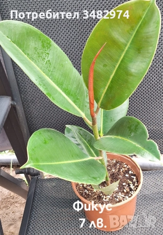 Предлагам стайни растения, снимка 9 - Стайни растения - 52260638