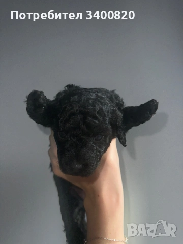 Той пуделчета, снимка 3 - Други - 53181851